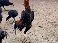 Shamo chickens — foto 2