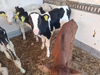 Touro, Russian Black pied cattle — foto 3