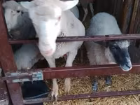 Beran, Merino sheep — foto 4