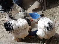 Chickens — zdjęcie 7