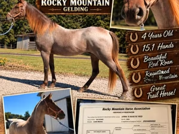 Hengst, Rocky Mountain Horse