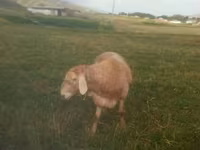 Baran, Owce — zdjęcie 2