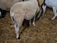 قوچ, Dorper sheep — عکس 4