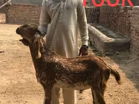 Այծեր (խումբ, սեռը նշված չէ), Najdi goat — լուսանկար 3