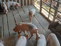 Babi jantan, Pigs — foto 1