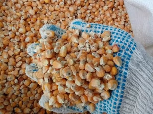 кукуруза фуражная в мешках