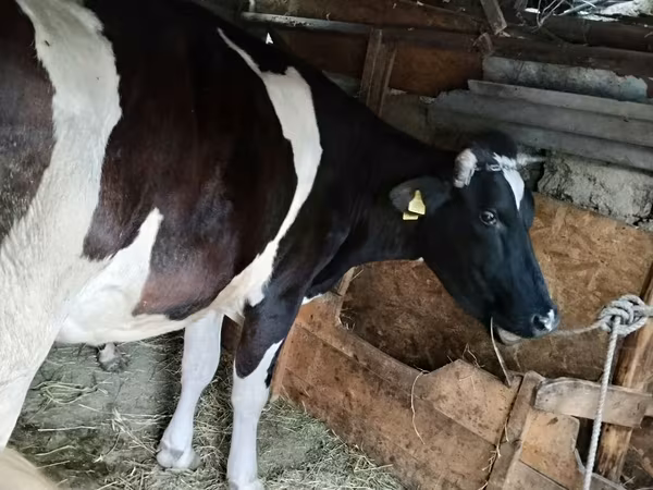 Vacă, Rasa Holstein — Republica Moldova