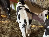 Ng'ombe (kikundi, jinsia haijatajwa), Simmental cattle — picha 3