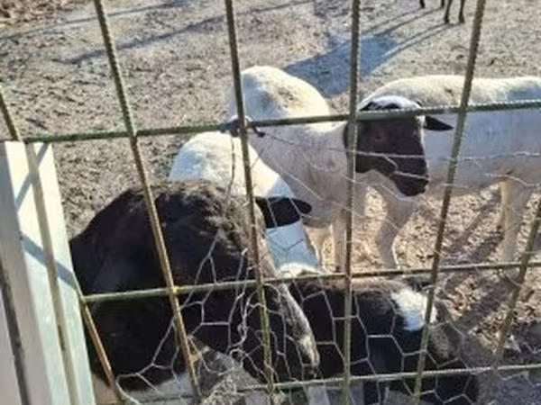 แกะตัวผู้, Dorper sheep