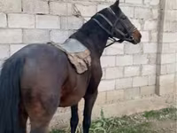 Kuda jantan, Horses — foto 3