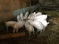 Świnie (partia, płeć nieokreślona), Świnie — zdjęcie 1