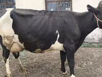 Krava, Russian Black pied cattle — fotografija 2