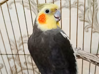 Qefessiz 60anat Nimfa (Cockatiel) cütü Məhsulun tərkibi: - 2 ədəd — сүрөт 3