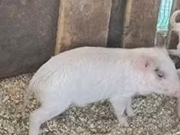 Boar, Pigs — photo 2
