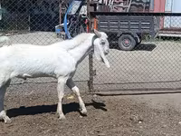ወንድ ፍየል, Goats — ፎቶ 2