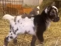 Boucs, Boer goat — photo 7