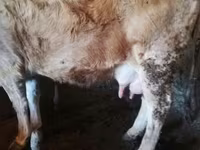 Krava, Latvian Blue cattle — foto 5