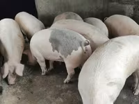 ஆண் பன்றி, பன்றிகள் — புகைப்படம் 2