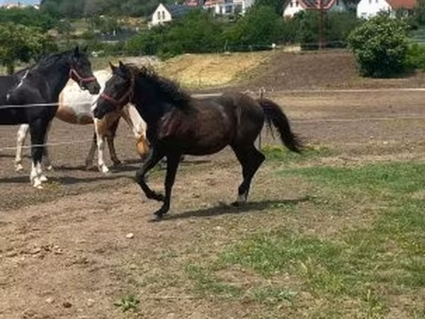 Kůň, Hucul pony