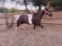 კვიცი, Appaloosa — ფოტო 8