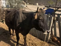Mucca, Bovini — foto 2