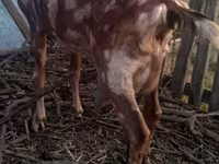 Buk, Nubian Goat — foto 5