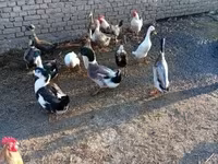 Ducks — รูปภาพ 4