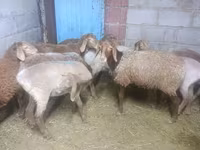 แกะตัวเมีย, Arashan sheep — รูปภาพ 4