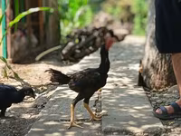 Chickens — foto 7