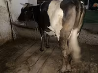Krava, Russian Black pied cattle — foto 3