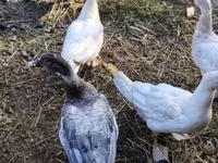 Ducks — foto 4