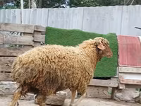 Ram, Schapen — foto 6
