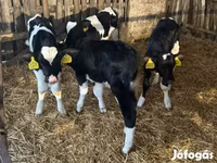 Lembu jantan, Russian Black pied cattle — foto 5