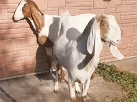 பெண் வெள்ளாடு, Nubian Goat — புகைப்படம் 2