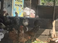 Chickens — акс 1