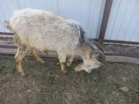 ወንድ ፍየል, Goats — ፎቶ 6