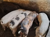 Sow, Pigs — photo 4