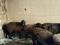 قوچ, Hissar sheep — عکس 1