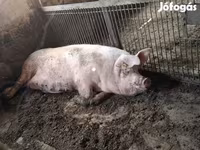 Babi betina, Дюрок — foto 4