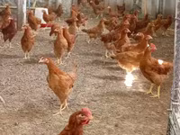Chickens — الصورة 2