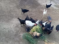 Chickens — الصورة 6