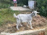 Kambing jantan, Goats — foto 2
