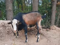 Kambing jantan, Saanen goat — foto 1
