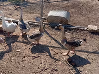 Geese — zdjęcie 2