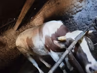 Toro, Simmental cattle — foto 1