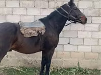 Kuda jantan, Horses — foto 2