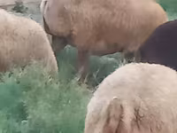 Pecore (lotto, sesso non specificato), Pecore — foto 4