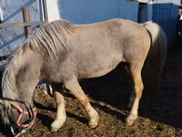 Kůň, Koně — foto 6