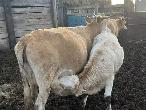 گاو ماده, Simmental cattle