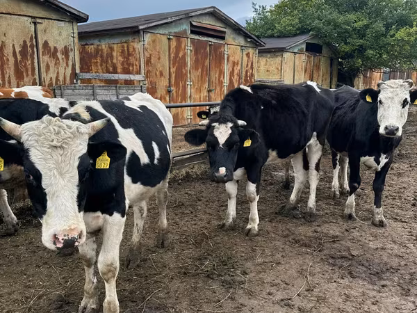 ላም, Russian Black pied cattle
